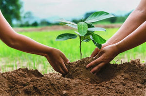 FREE Tree Planting